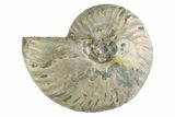 Silver Iridescent Ammonite (Cleoniceras) Fossil - Madagascar #346745-1